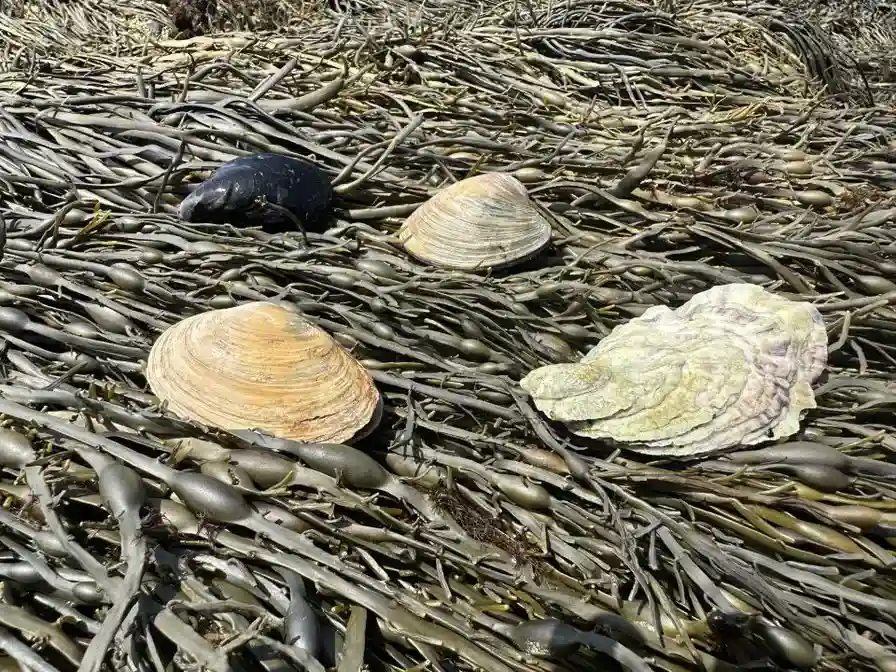 Four-Bivalve-Species-Found-Along-Maine-Coast.webp