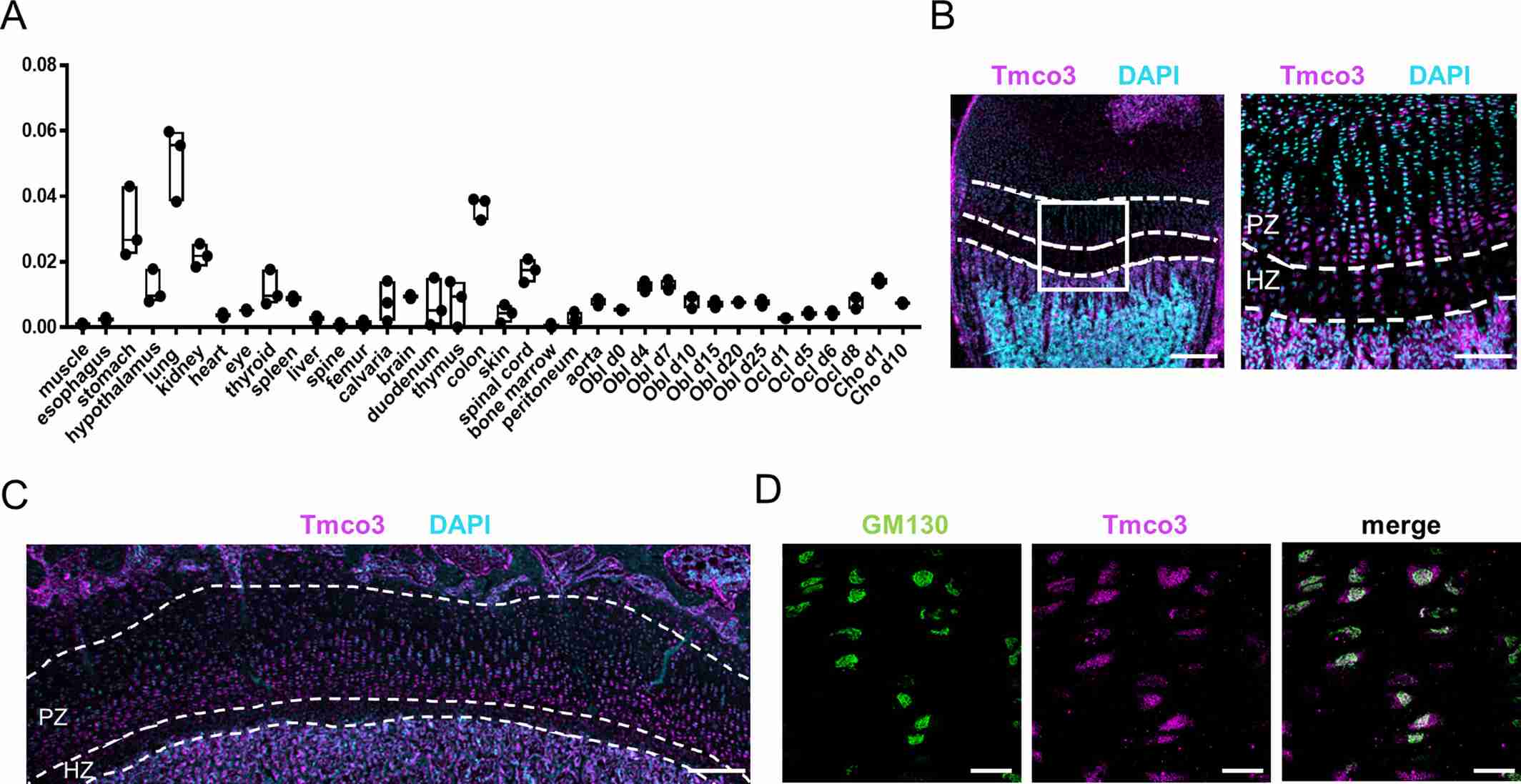 jbmr4827-fig-0006-m.jpg