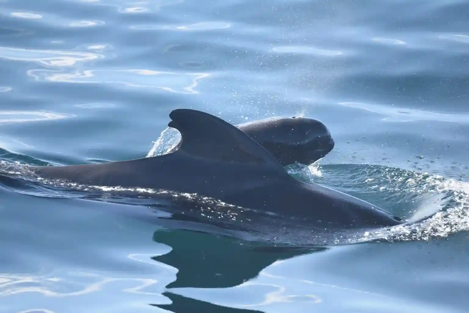 Plastic-in-Whales-Pilot-Whale-and-Calf-1536x1024.webp