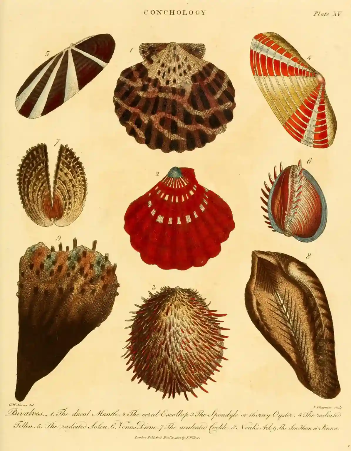 Scientific-Illustration-of-Shellfish-From-Several-Harvested-Bivalve-Families-1195x1536.webp