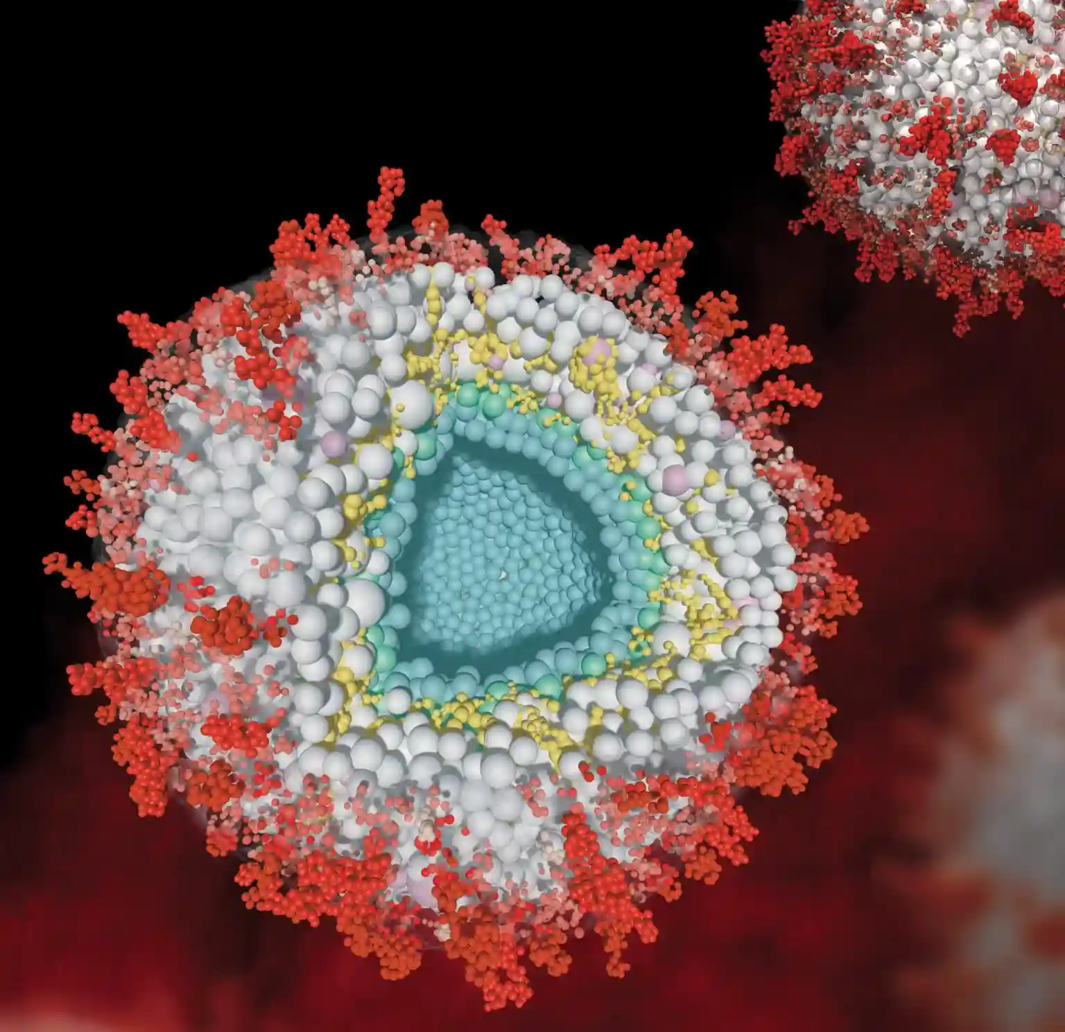 Model-of-Herpesviral-Virions-in-Cross-Section-1536x1489.webp