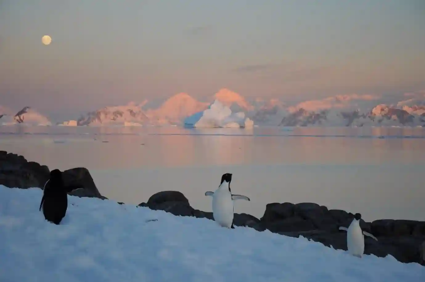 Penguins-and-a-Seal-on-the-Antarctic-Peninsula.webp