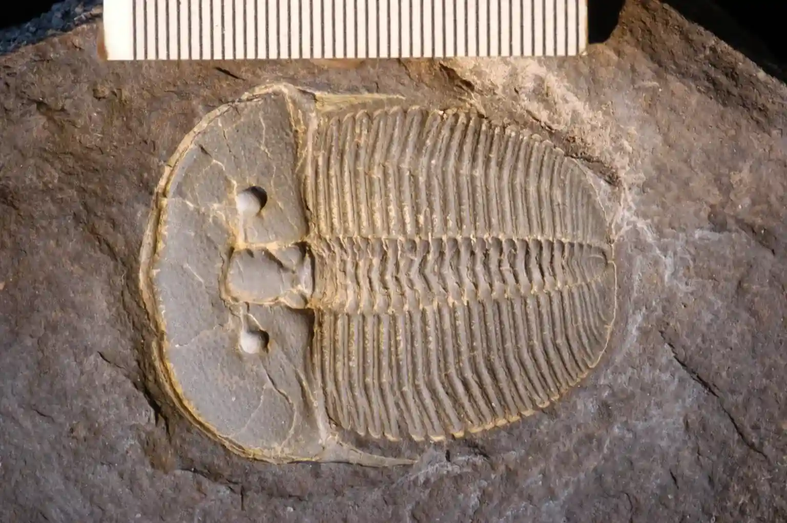 Trilobite